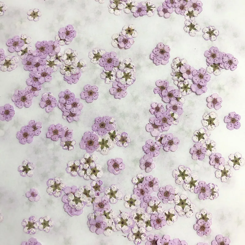 Pressed mini Narcissus Dried F - مراجعة Baby Breath Dried وسعره