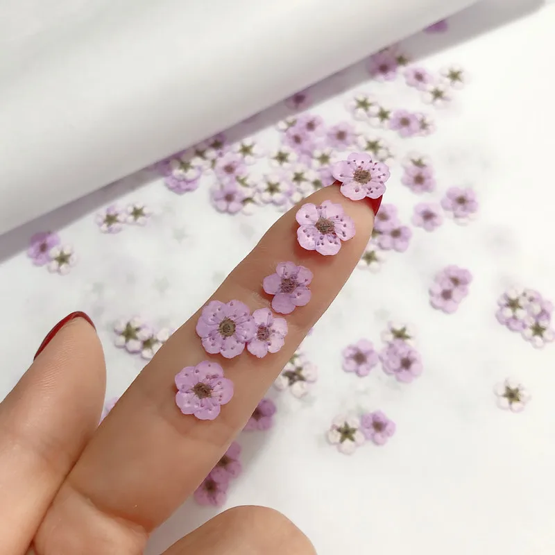 Pressed mini Narcissus Dried F - مراجعة Baby Breath Dried وسعره
