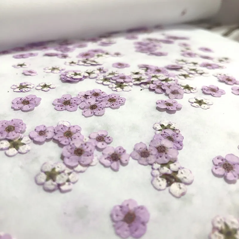 Pressed mini Narcissus Dried F - مراجعة Baby Breath Dried وسعره