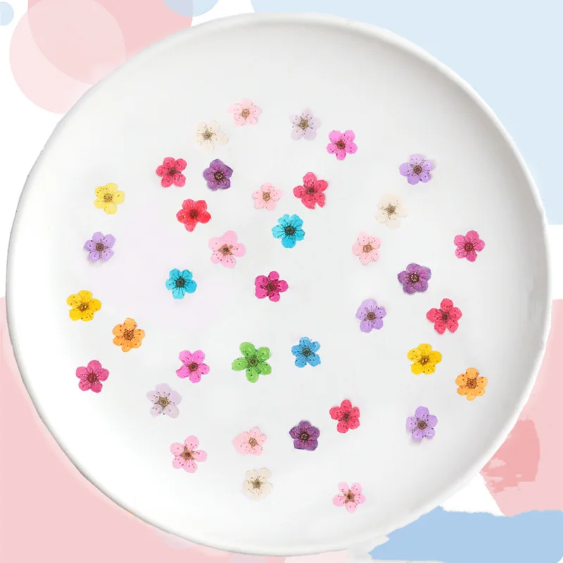 Pressed mini Narcissus Dried F - مراجعة Baby Breath Dried وسعره