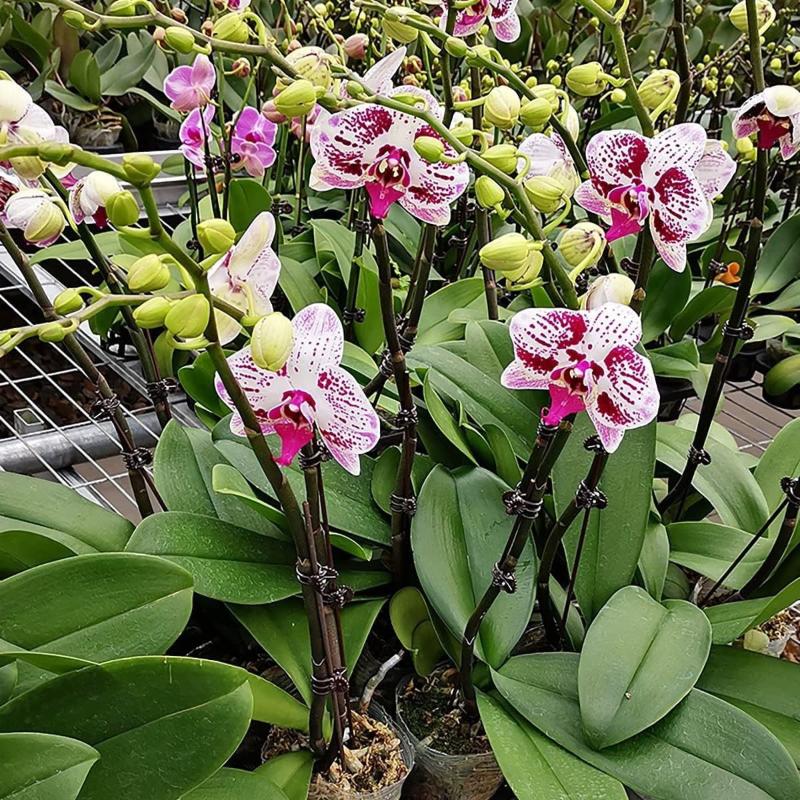 50Pcs Plant Fixed Clip Butterf - مراجعة Florist Supp وسعره