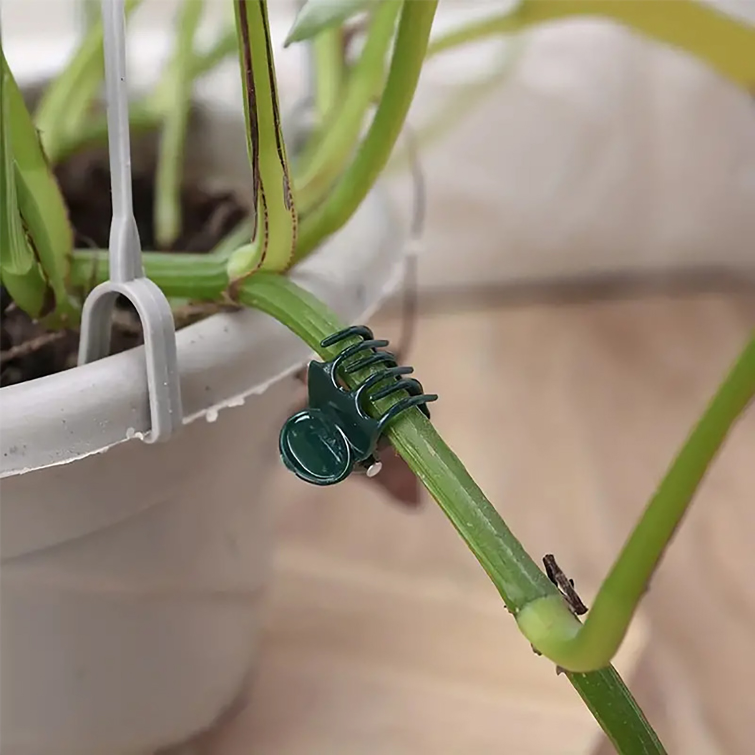 50/100Pcs Plant Clips Butterfl - مراجعة Florist Supp وسعره