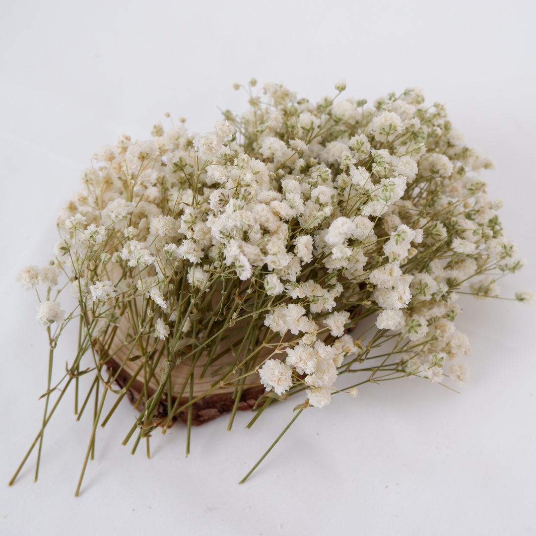 Dried Flowers White Mini Dried - مراجعة Baby Breath Dried وسعره