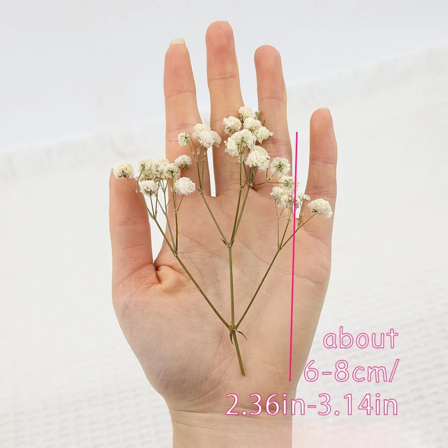 50pcs Mini Dried Baby's Breath - مراجعة Baby Breath Dried وسعره