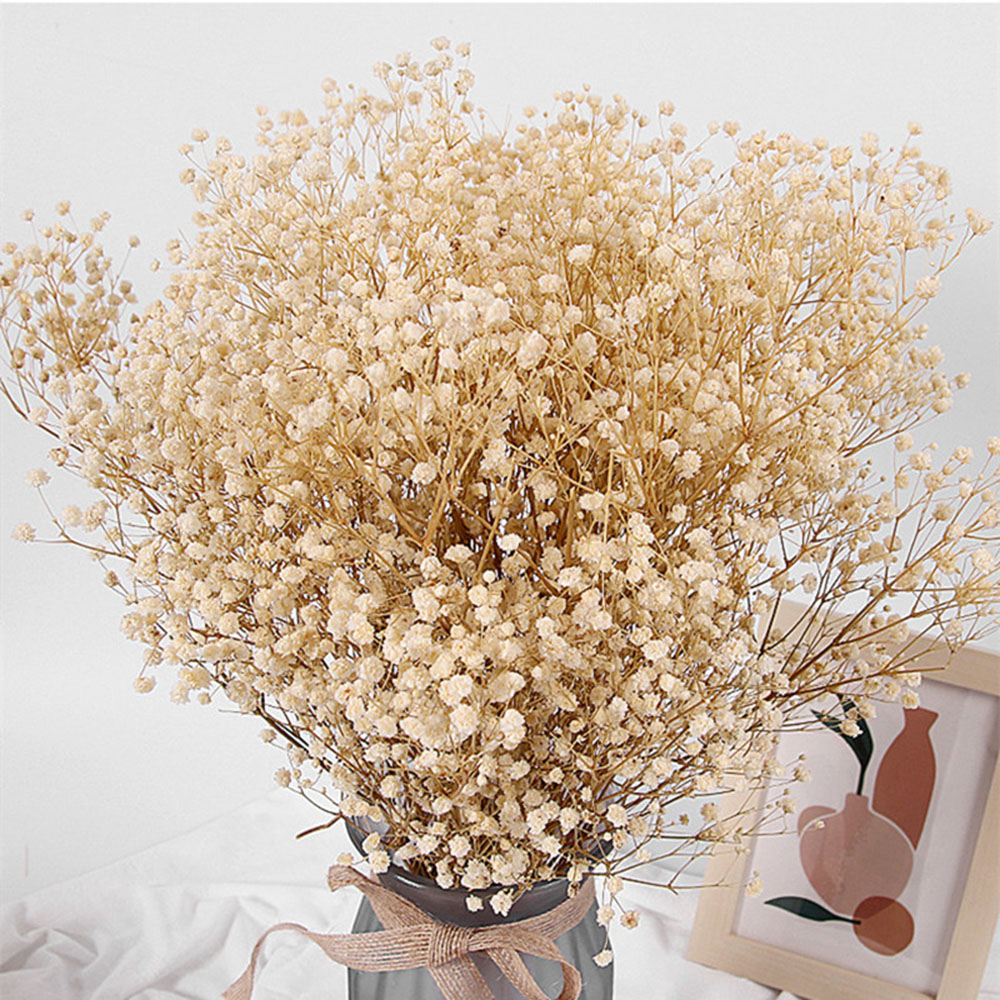 Real Baby Breath Dried Flowers - مراجعة Baby Breath Dried وسعره