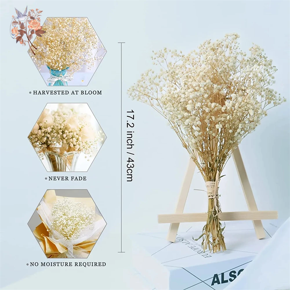Real Baby Breath Dried Flowers - مراجعة Baby Breath Dried وسعره