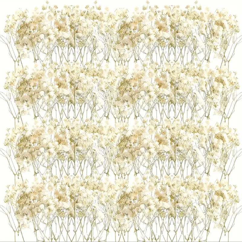 98pcs Mini Dried Pressed White - مراجعة Baby Breath Dried وسعره
