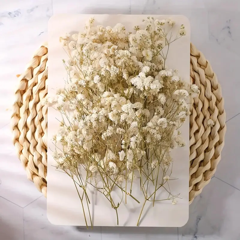 98pcs Mini Dried Pressed White - مراجعة Baby Breath Dried وسعره