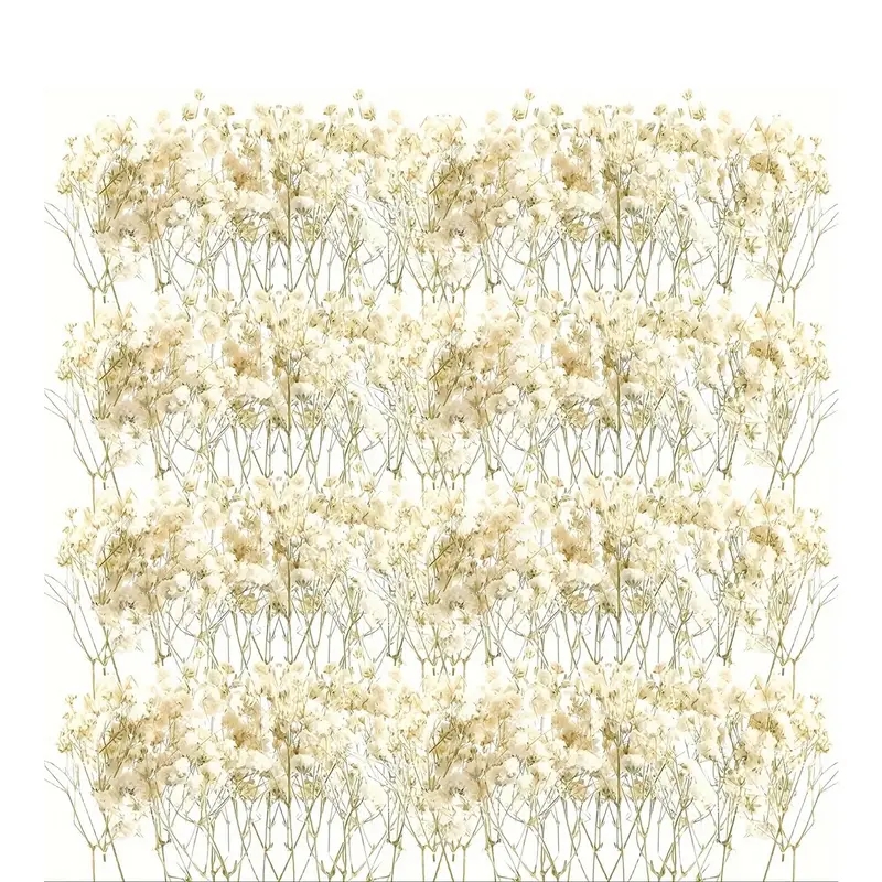 98pcs Mini Dried Pressed White - مراجعة Baby Breath Dried وسعره