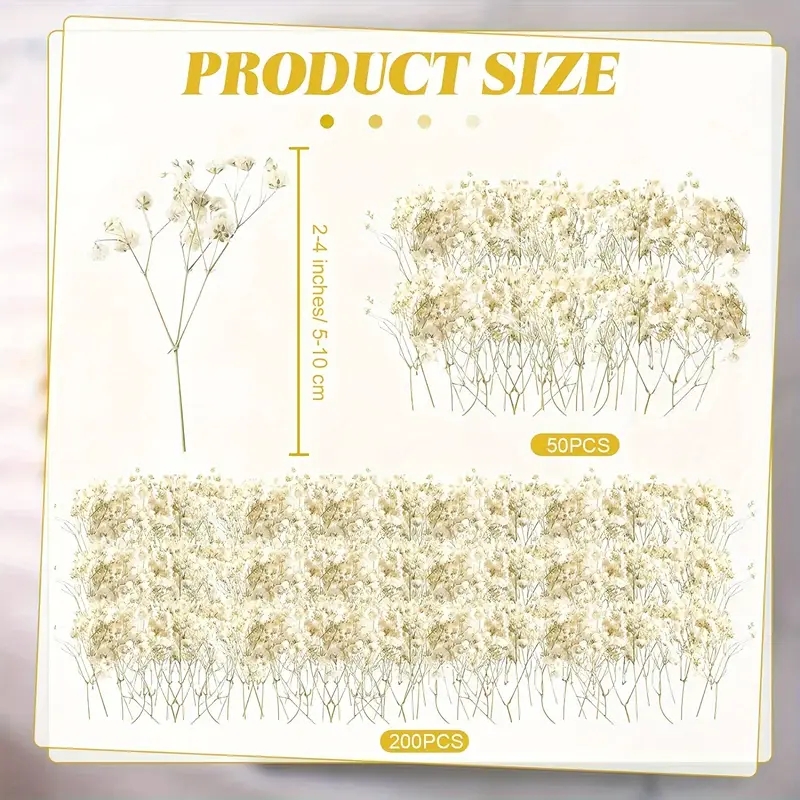 98pcs Mini Dried Pressed White - مراجعة Baby Breath Dried وسعره