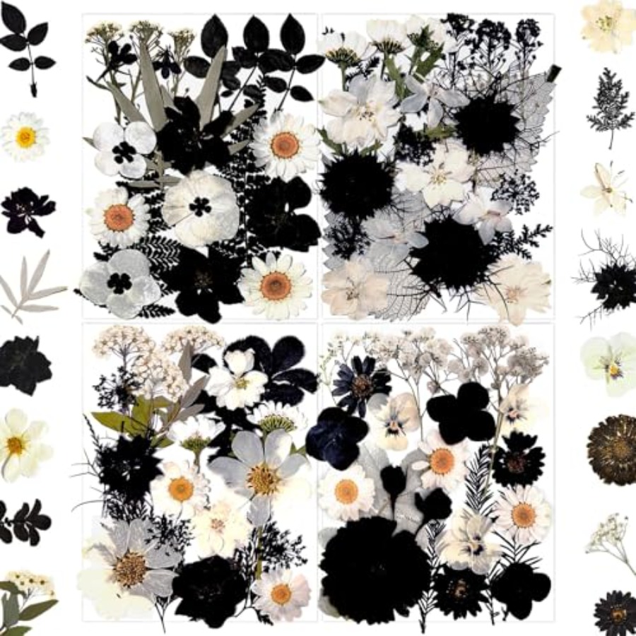 90Pcs Black Pressed Dried Flow - مراجعة Baby Breath Dried وسعره