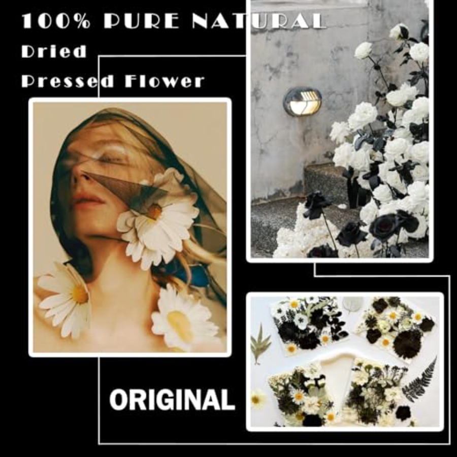 90Pcs Black Pressed Dried Flow - مراجعة Baby Breath Dried وسعره