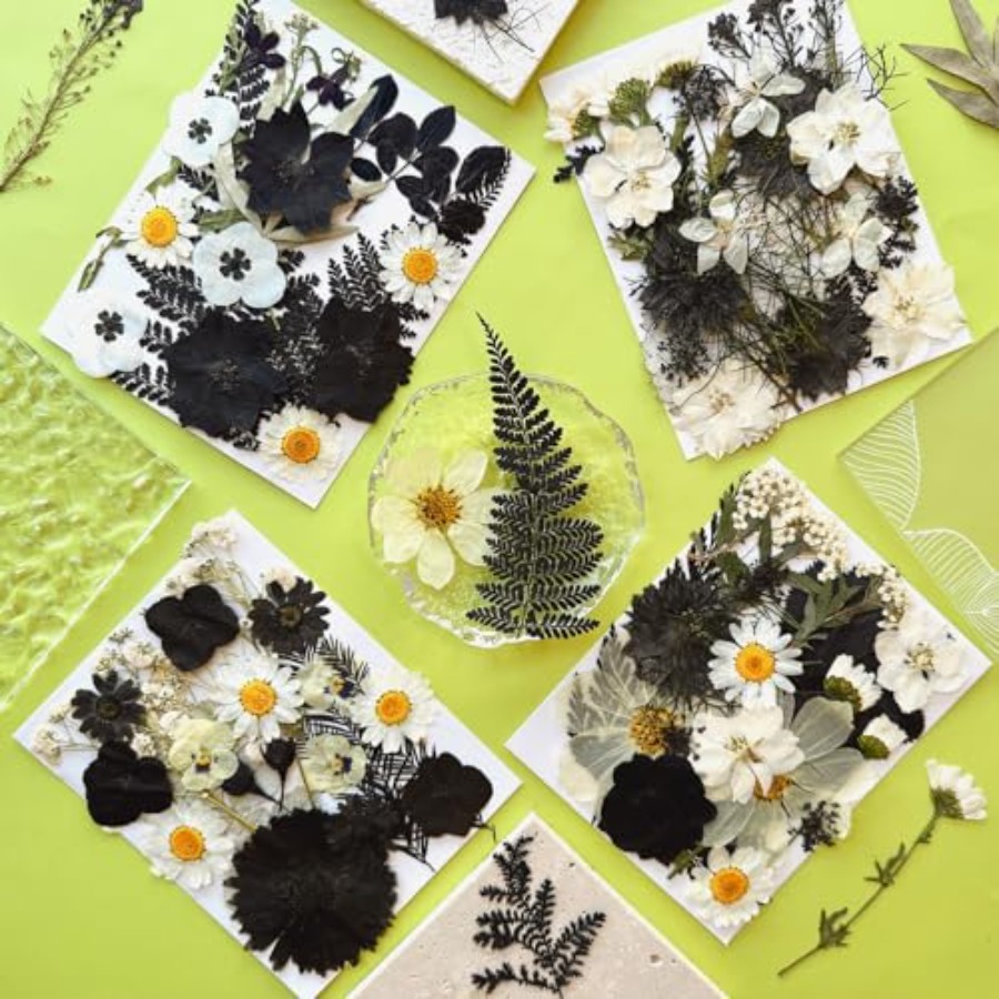 90Pcs Black Pressed Dried Flow - مراجعة Baby Breath Dried وسعره