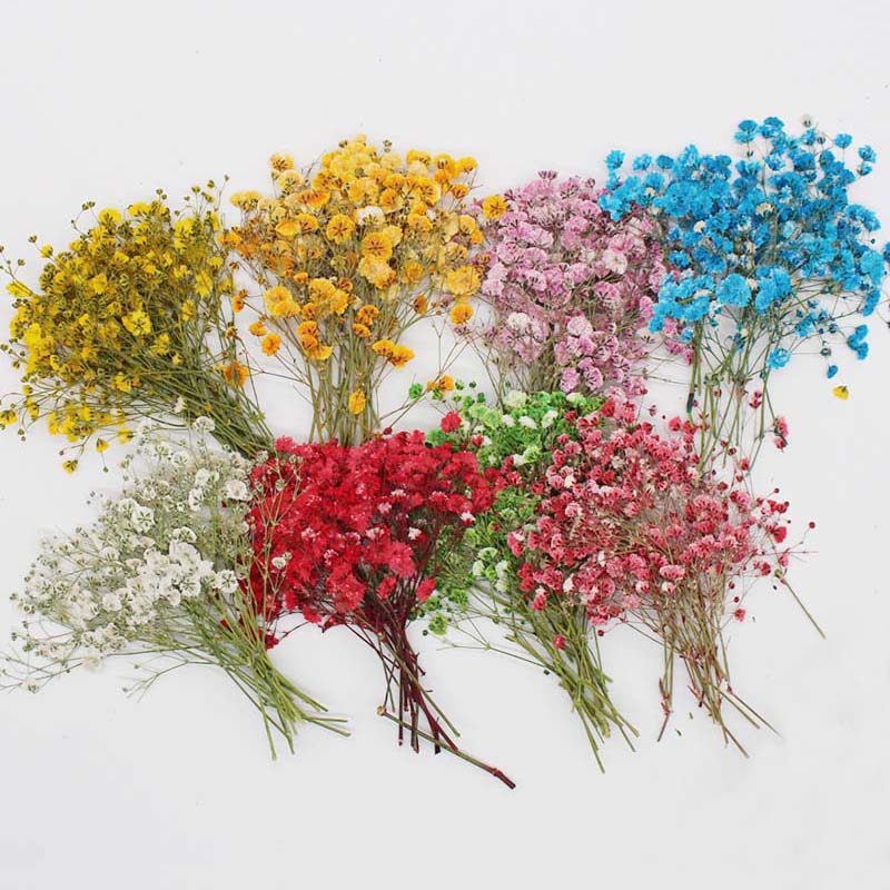 7-10CM,Real Natural Dried Pres - مراجعة Baby Breath Dried وسعره