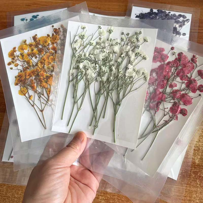 7-10CM,Real Natural Dried Pres - مراجعة Baby Breath Dried وسعره