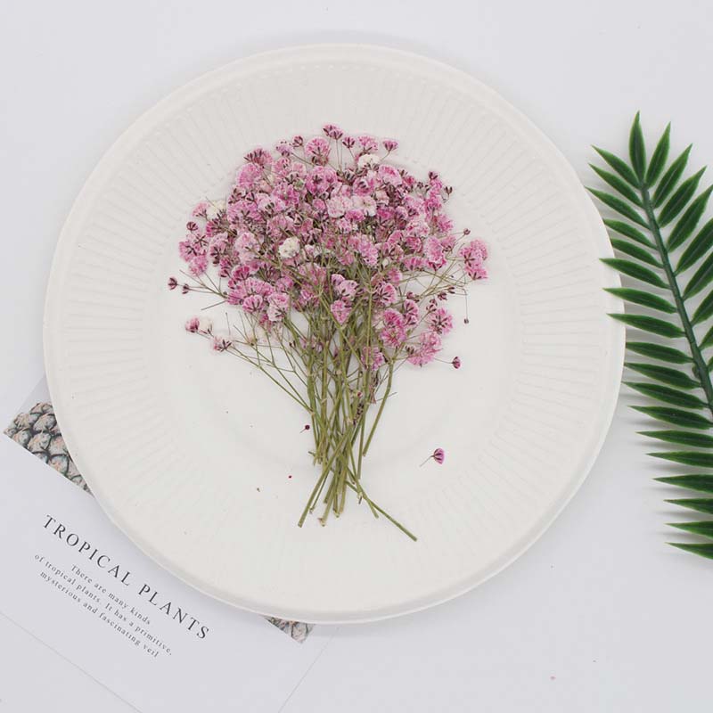 7-10CM,Real Natural Dried Pres - مراجعة Baby Breath Dried وسعره