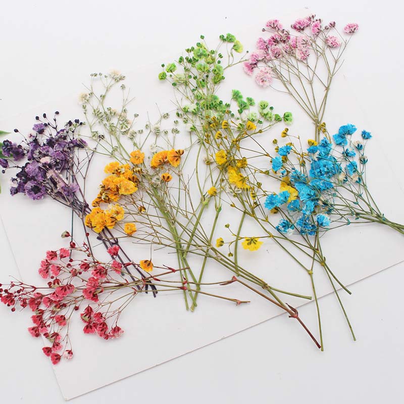 7-10CM,Real Natural Dried Pres - مراجعة Baby Breath Dried وسعره