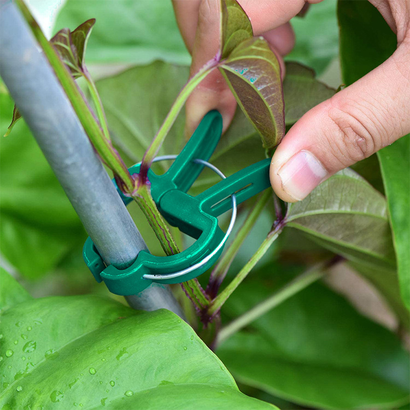 20Pcs Plant Fixed Clips Reusab - مراجعة Florist Supp وسعره