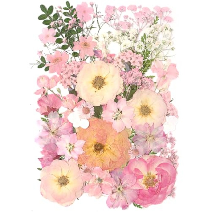 14 Types Pink Dried Pressed Fl - مراجعة Baby Breath Dried وسعره