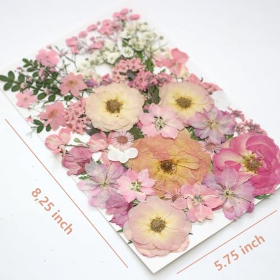 14 Types Pink Dried Pressed Fl - مراجعة Baby Breath Dried وسعره