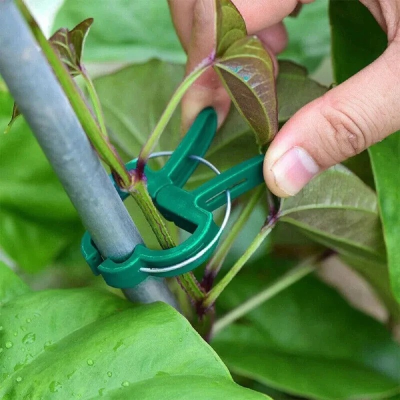 50 Reusable Plant Fixed Clips, - مراجعة Florist Supp وسعره