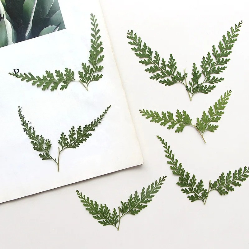 Nature Pressed Fern Branches,d - مراجعة Baby Breath Dried وسعره