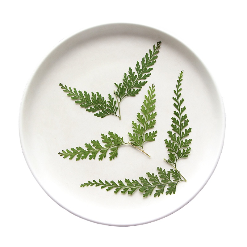 Nature Pressed Fern Branches,d - مراجعة Baby Breath Dried وسعره