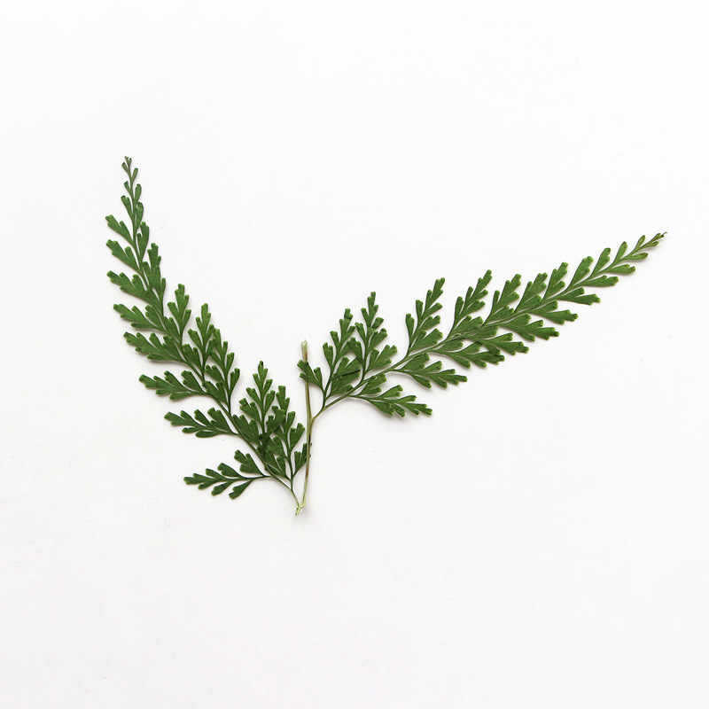 Nature Pressed Fern Branches,d - مراجعة Baby Breath Dried وسعره