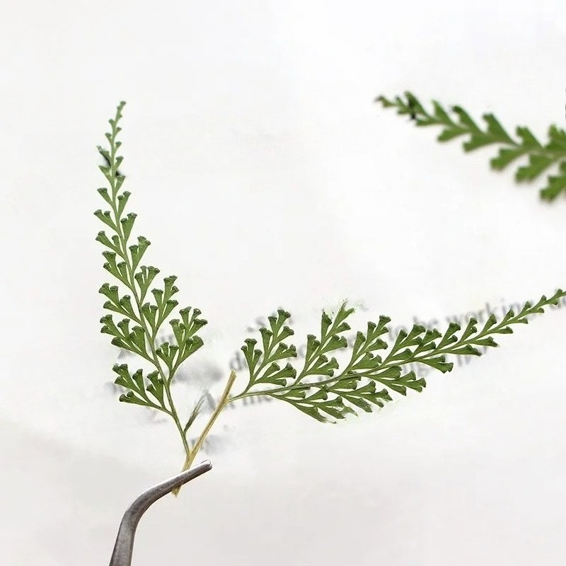 Nature Pressed Fern Branches,d - مراجعة Baby Breath Dried وسعره