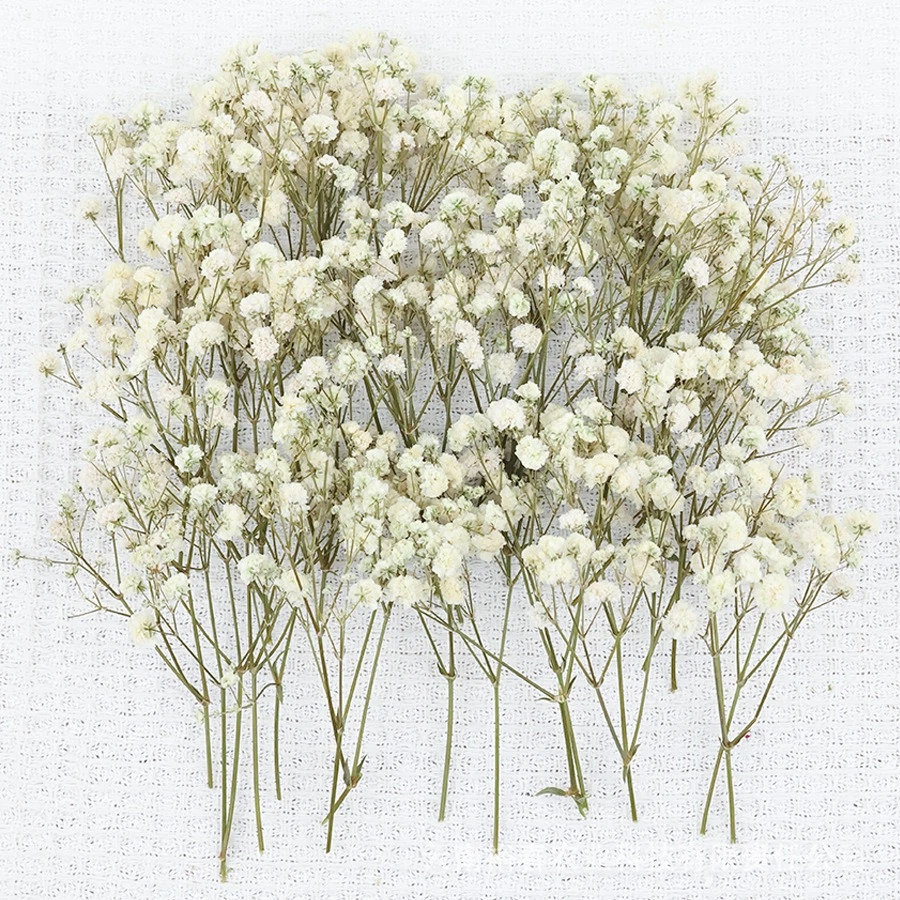 50pcs Mini Dried Baby's Breath - مراجعة Baby Breath Dried وسعره