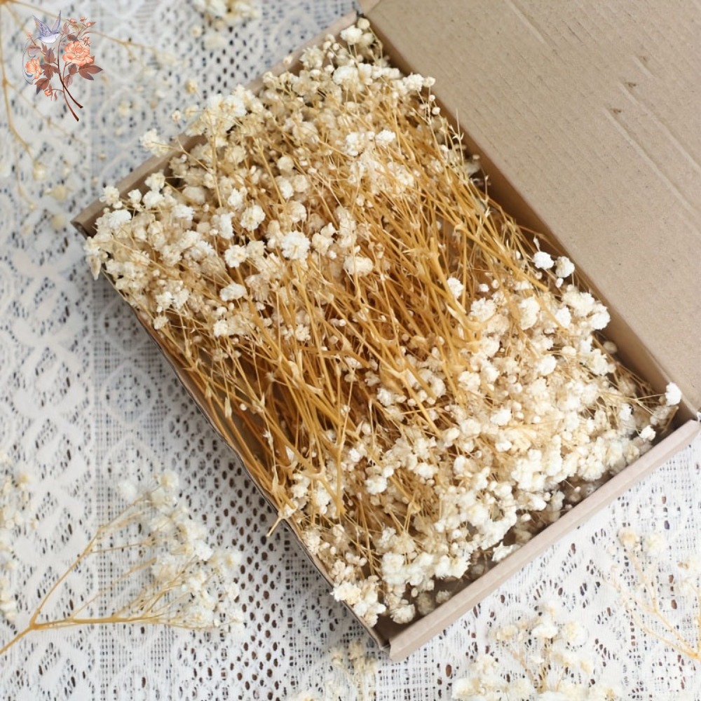 100pcs Mini Dried Baby's Breat - مراجعة Baby Breath Dried وسعره