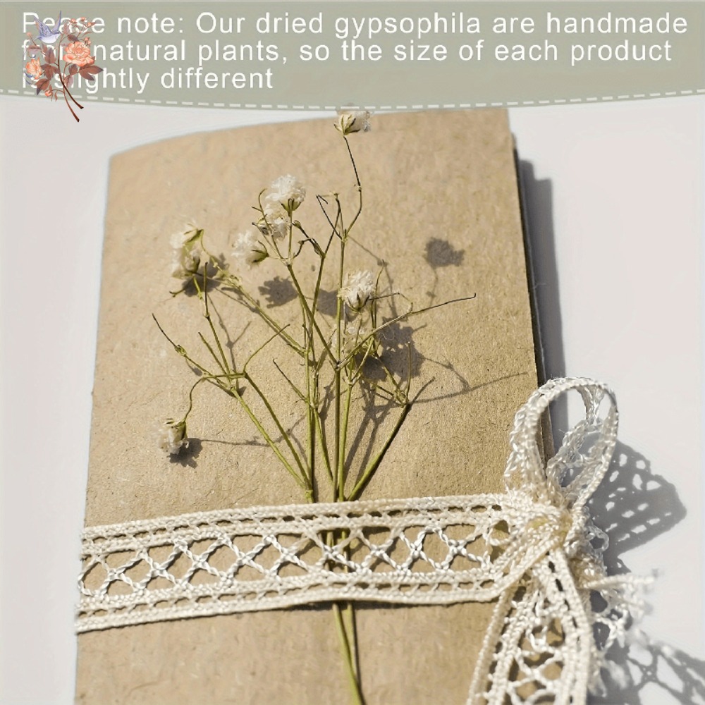 100pcs Mini Dried Baby's Breat - مراجعة Baby Breath Dried وسعره
